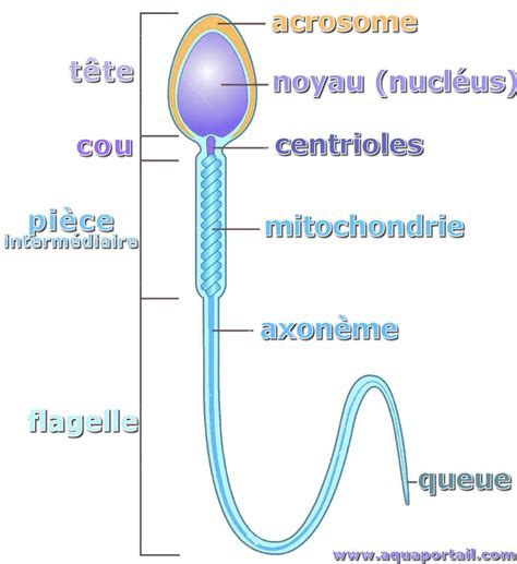 spermatozoide|Spermatozoïde — Wikipédia